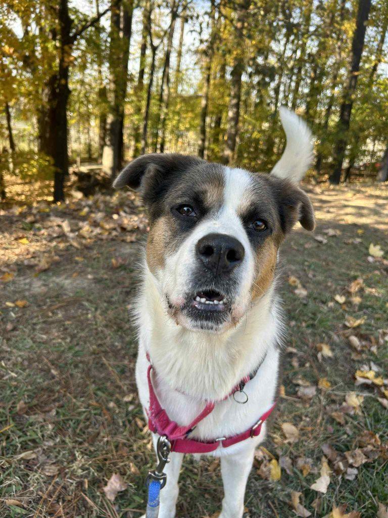 Enlarge Molly, a Adoptable Mixed Breed in Durham, NC image 3/3