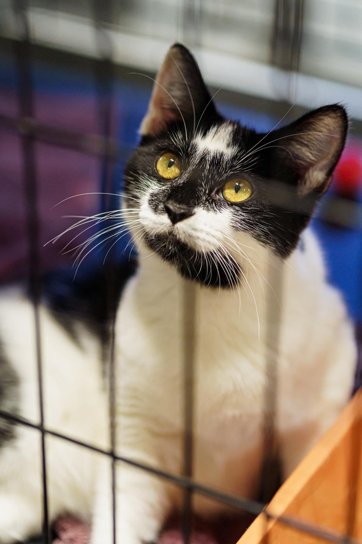 Reggie, Adoptable, Young Male Tuxedo.