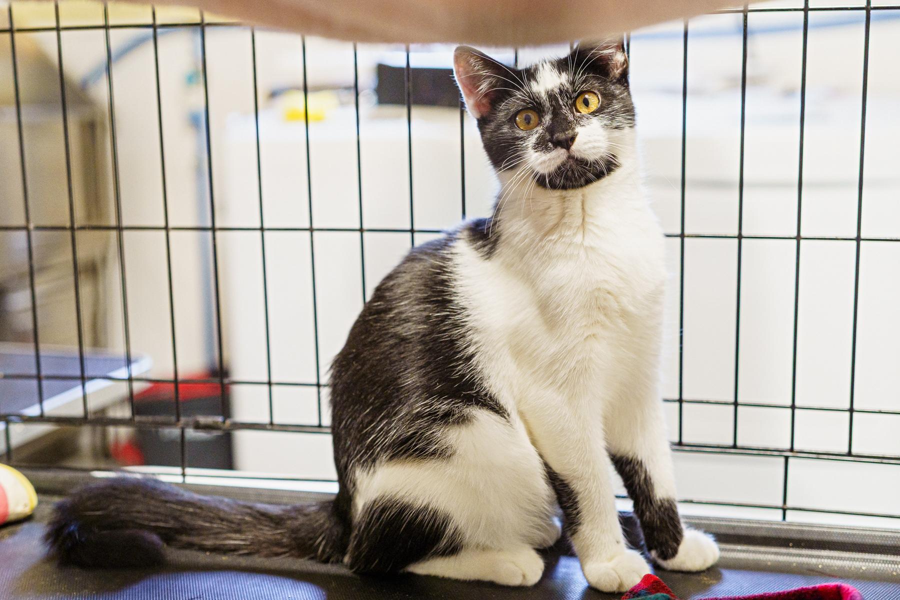 Reggie, an adoptable Tuxedo in LAMPASAS, TX, 76550 | Photo Image 3