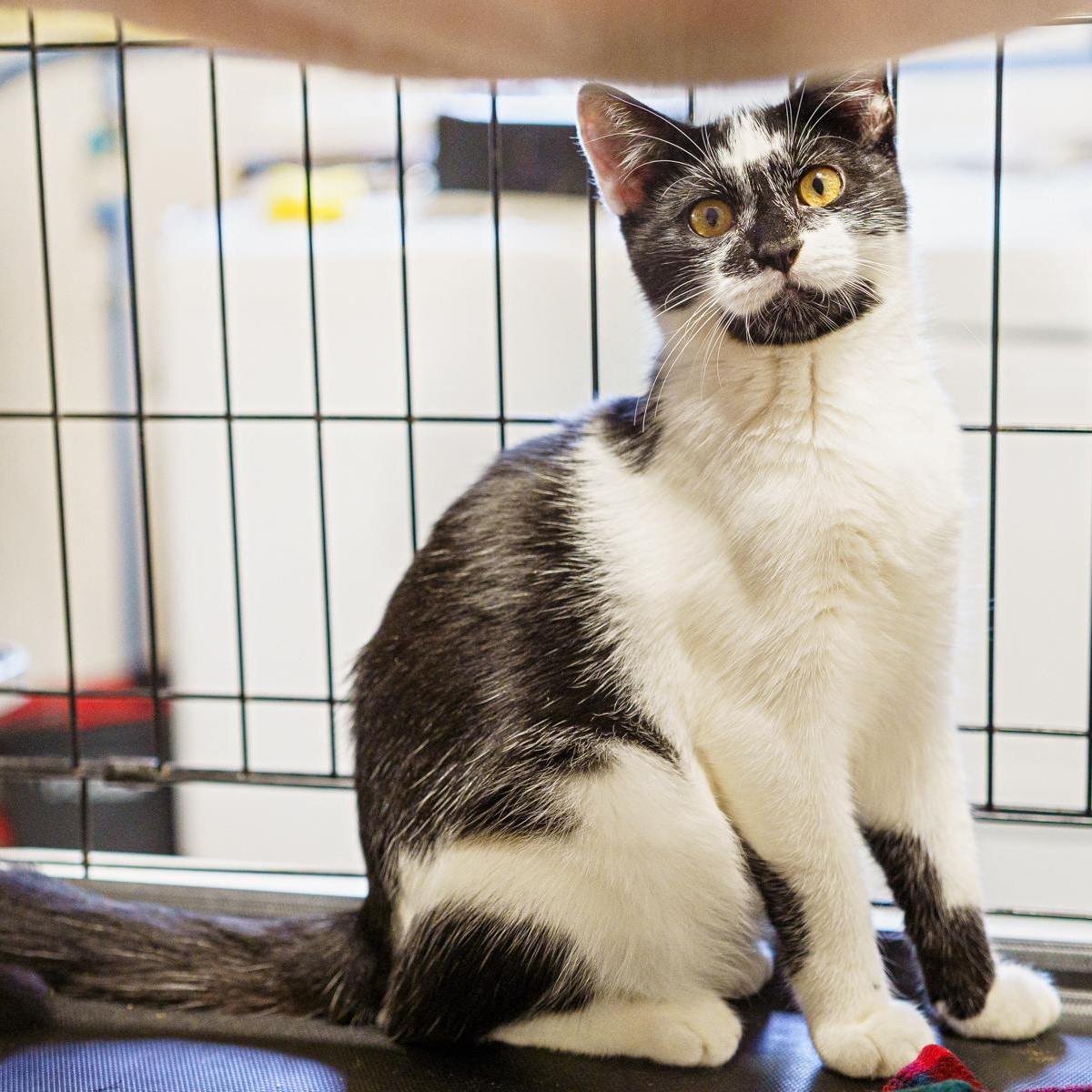 Reggie, a Adoptable Tuxedo in LAMPASAS, TX image 4/6