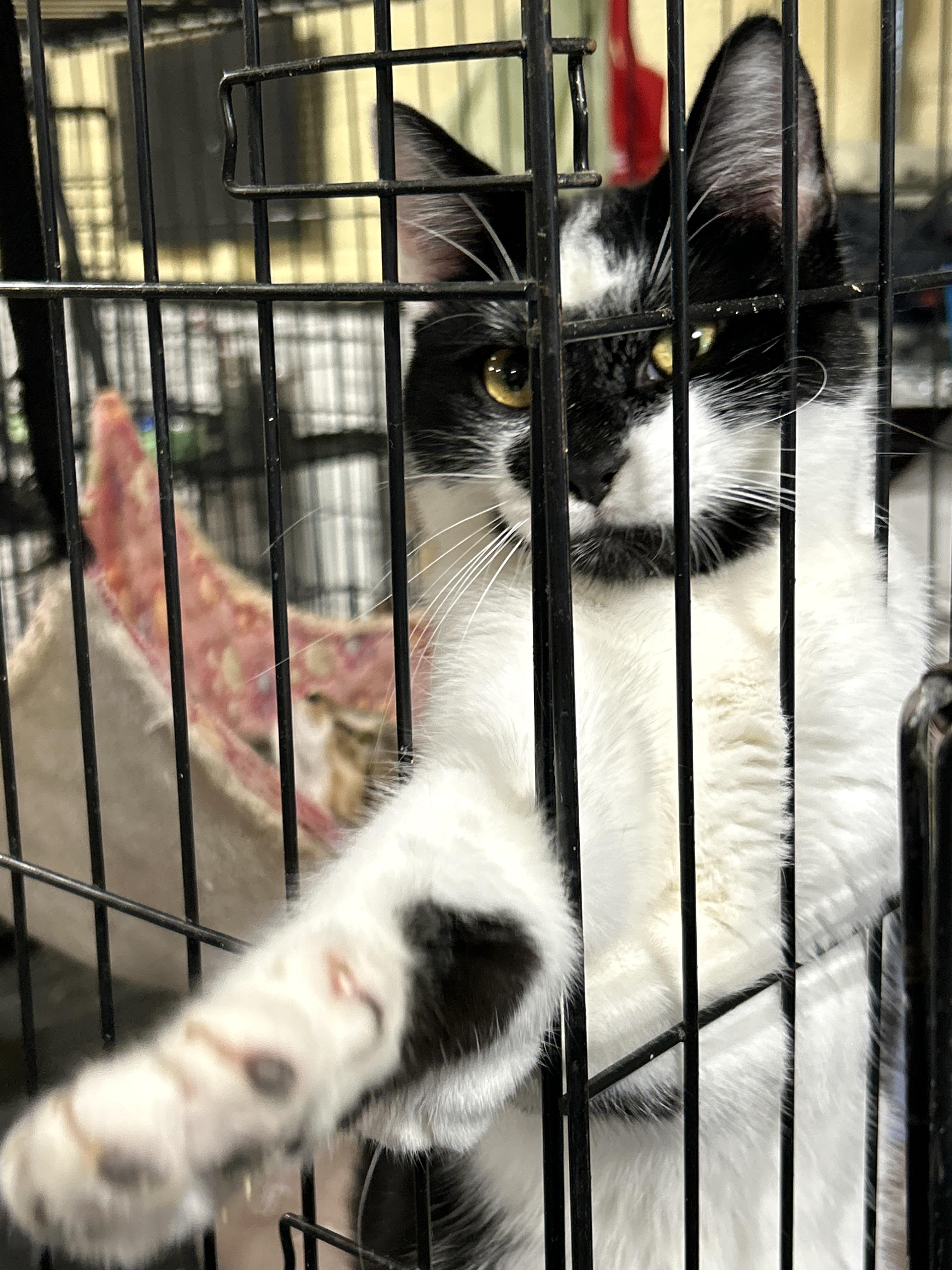 Reggie, a Adoptable Tuxedo in LAMPASAS, TX image 3/6