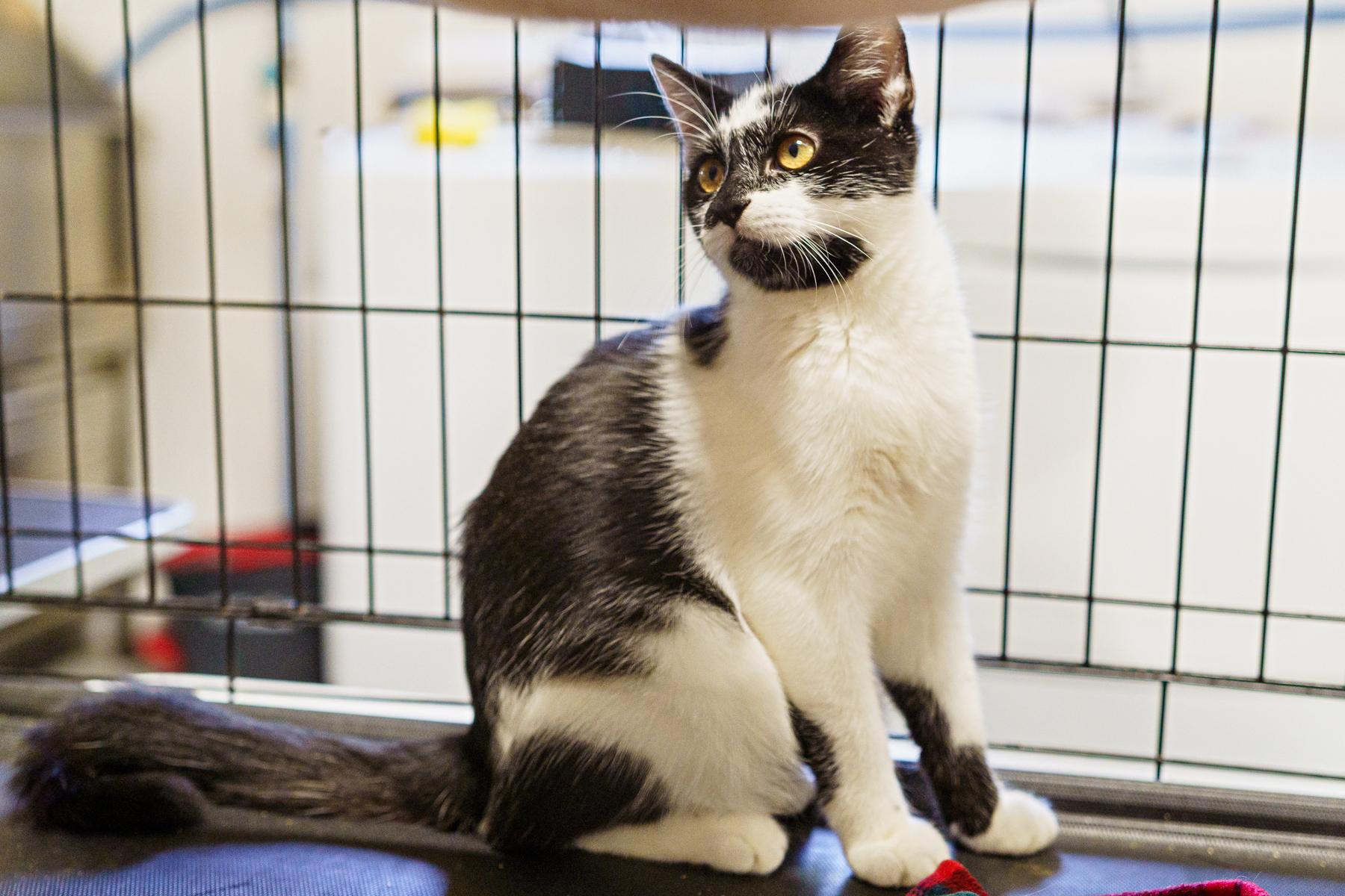 Reggie, a Adoptable Tuxedo in LAMPASAS, TX image 5/6