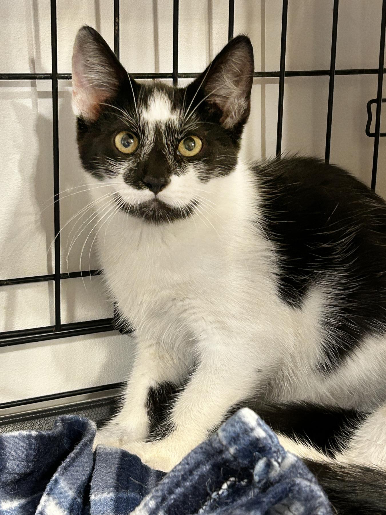 Reggie, an adoptable Tuxedo in LAMPASAS, TX, 76550 | Photo Image 4