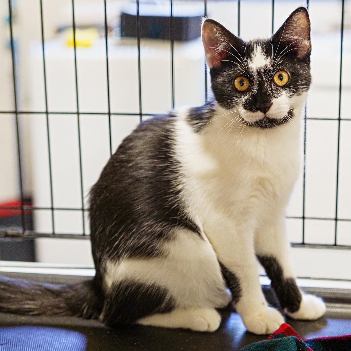 Reggie, a Adoptable Tuxedo in LAMPASAS, TX image 2/6