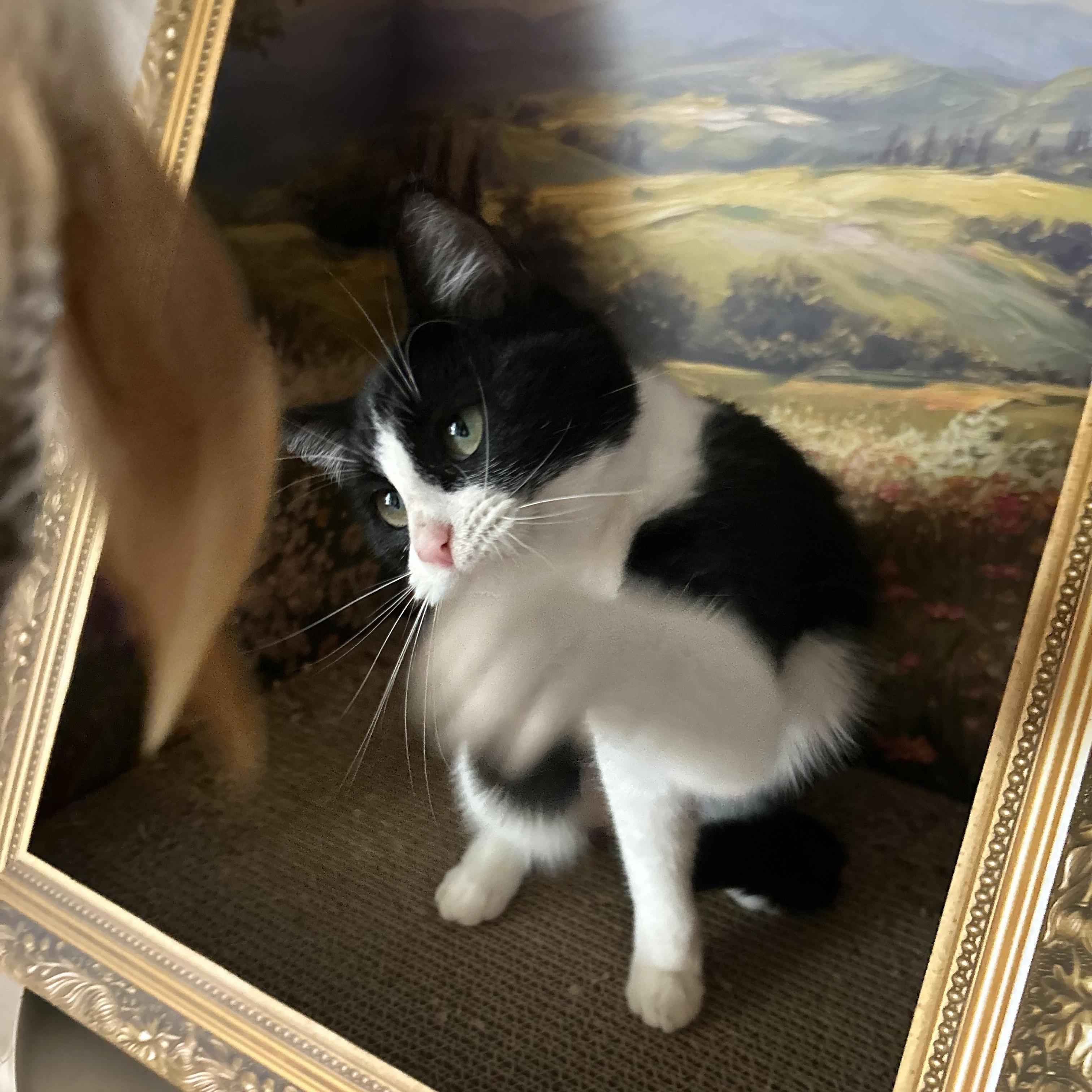 Enlarge Cupcake, an adopted mixed breed in Bellingham, WA image 6/6