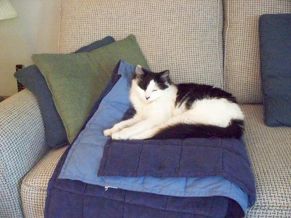 Ms. Kitty, Adoptable, Adult Female Domestic Medium Hair.