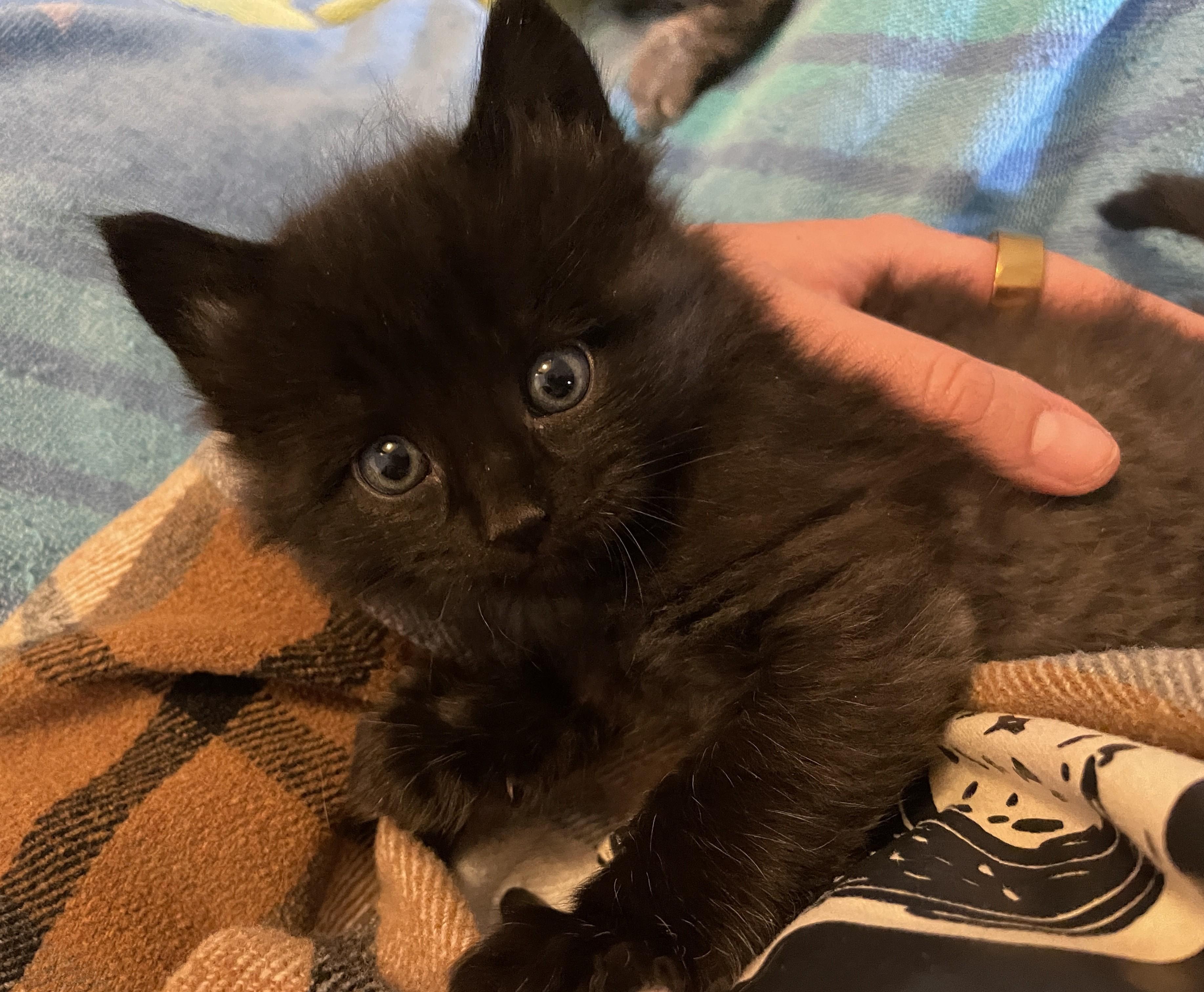 Onyx, adopted, Kitten Male Domestic Short Hair.