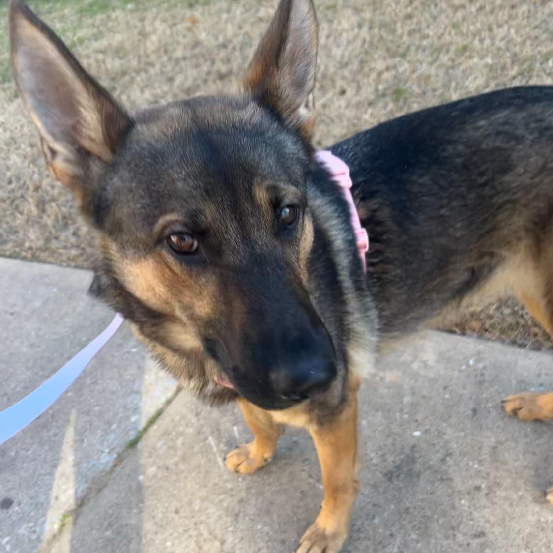 Faye, a ADOPTABLE German Shepherd Dog in Pottsboro, TX image 1/4