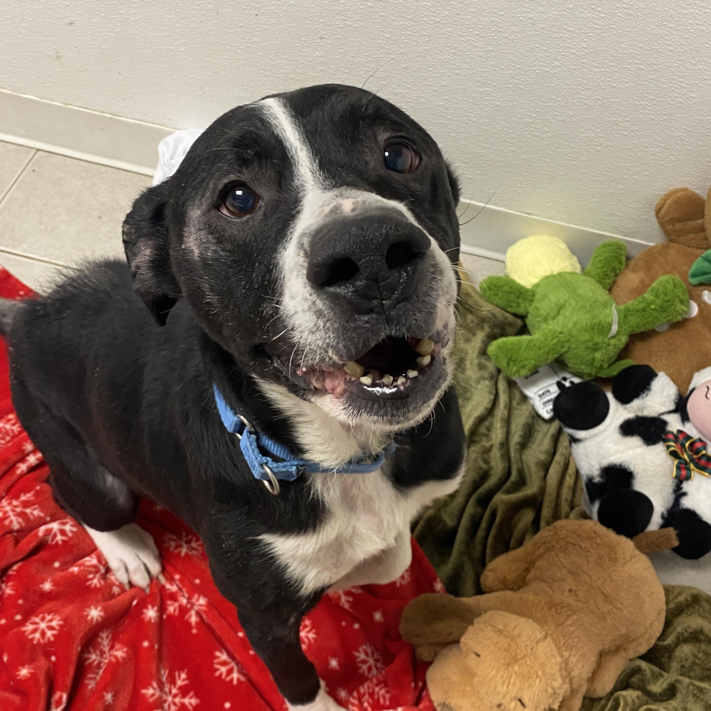 Enlarge King, a Adoptable Mixed Breed in Elyria, OH image 3/3