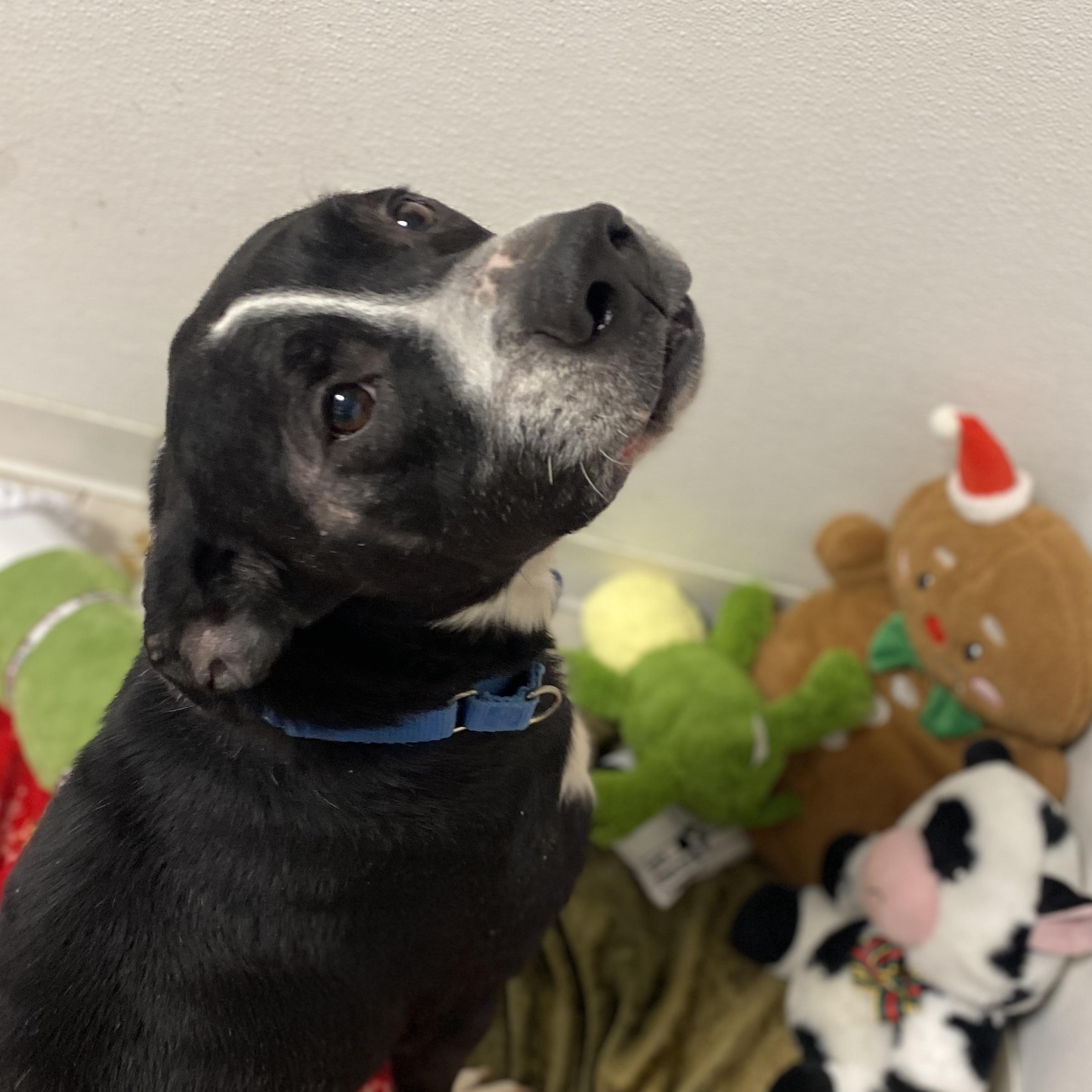 Enlarge King, a Adoptable Mixed Breed in Elyria, OH image 1/3