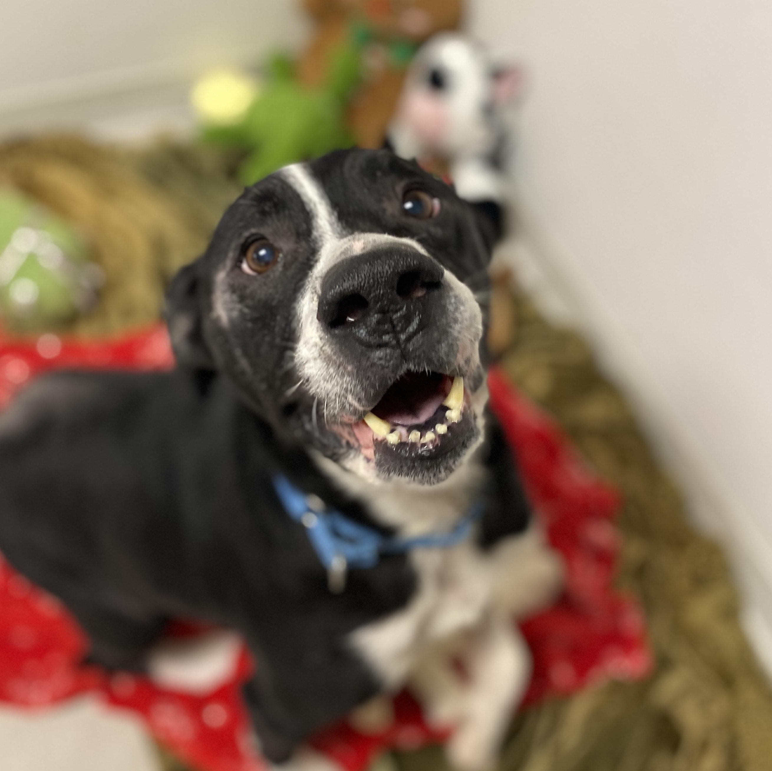 Enlarge King, a Adoptable Mixed Breed in Elyria, OH image 2/3