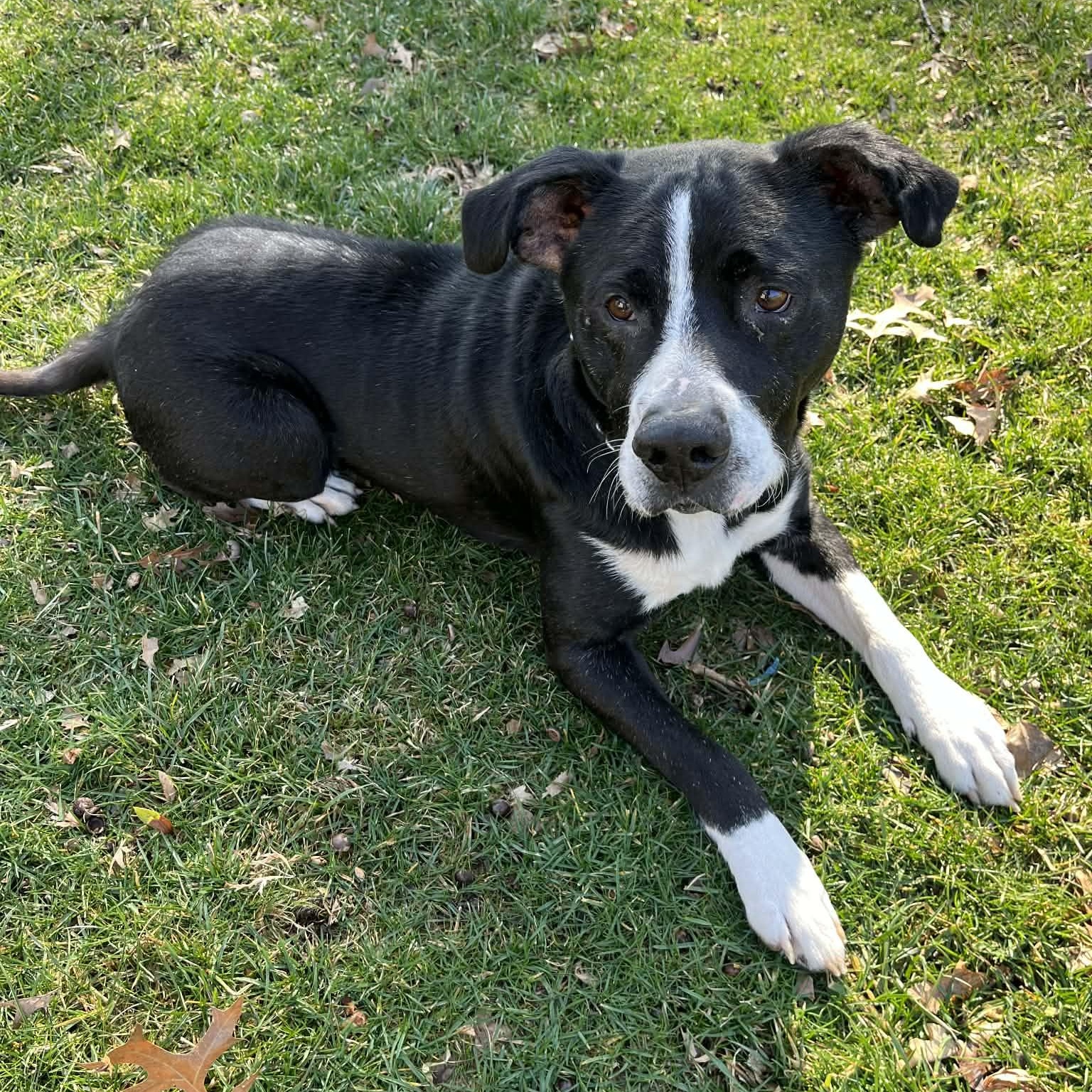 Enlarge King Ask to Meet! In Foster!!, a Adoptable Mixed Breed in Elyria, OH image 3/6