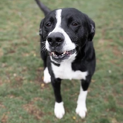 Enlarge King Ask to Meet! In Foster!!, a Adoptable Mixed Breed in Elyria, OH image 6/6