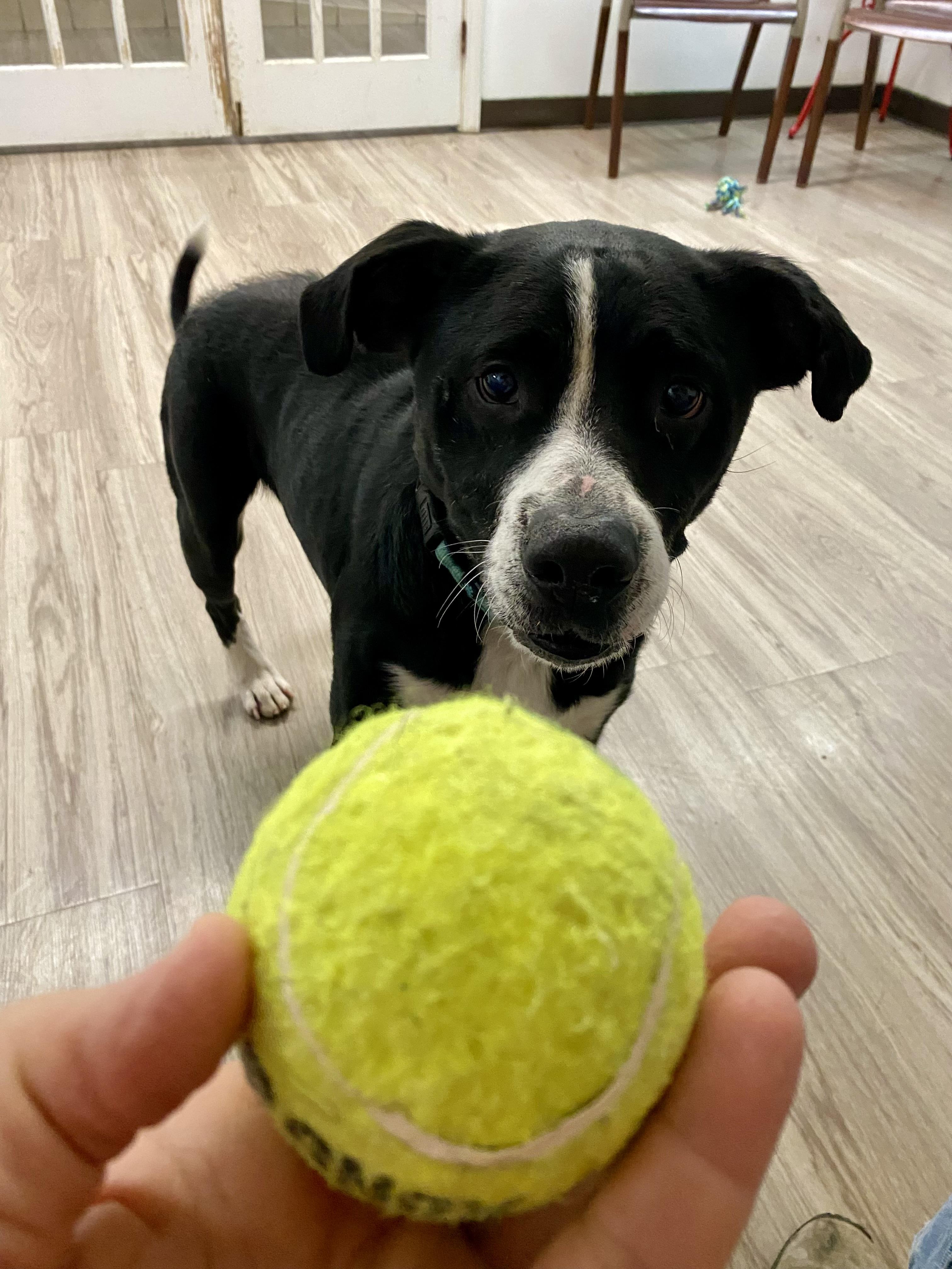 Enlarge King Ask to Meet! In Foster!!, a Adoptable Mixed Breed in Elyria, OH image 5/6