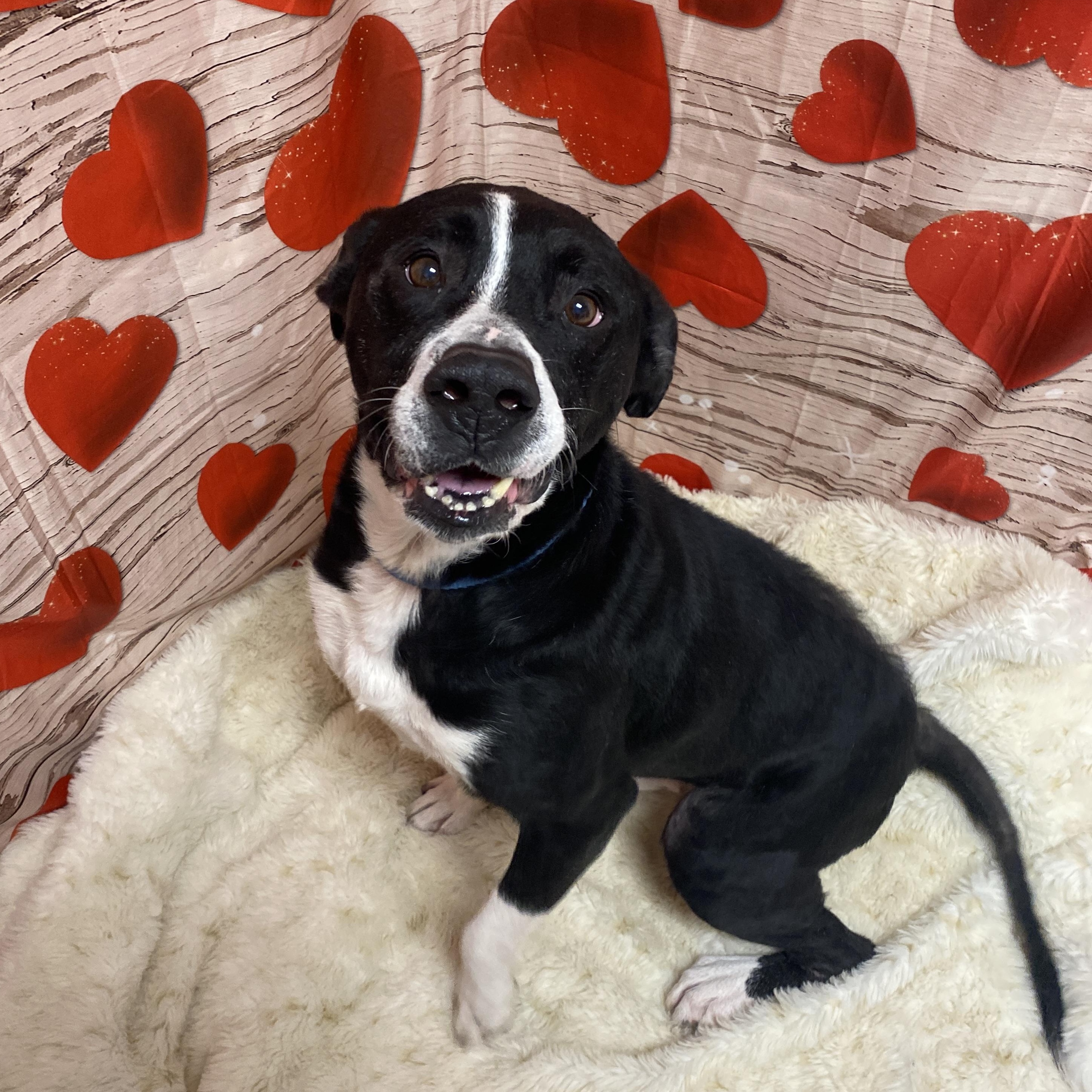 Enlarge King, a Adoptable Mixed Breed in Elyria, OH image 2/6