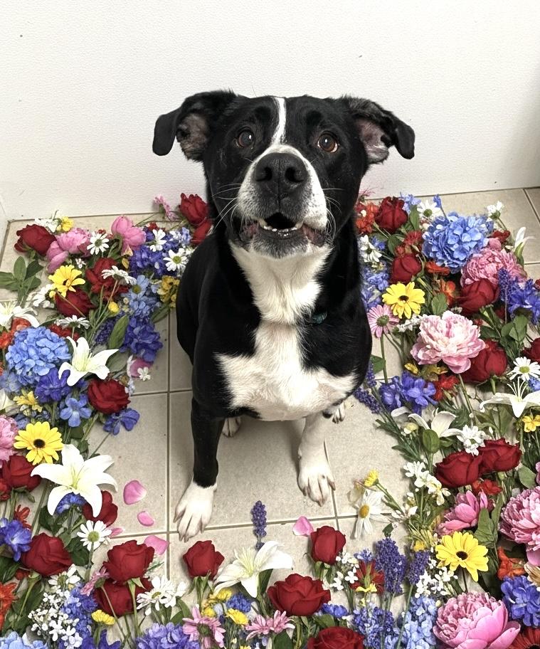 King, Adoptable, Adult Male Mixed Breed.