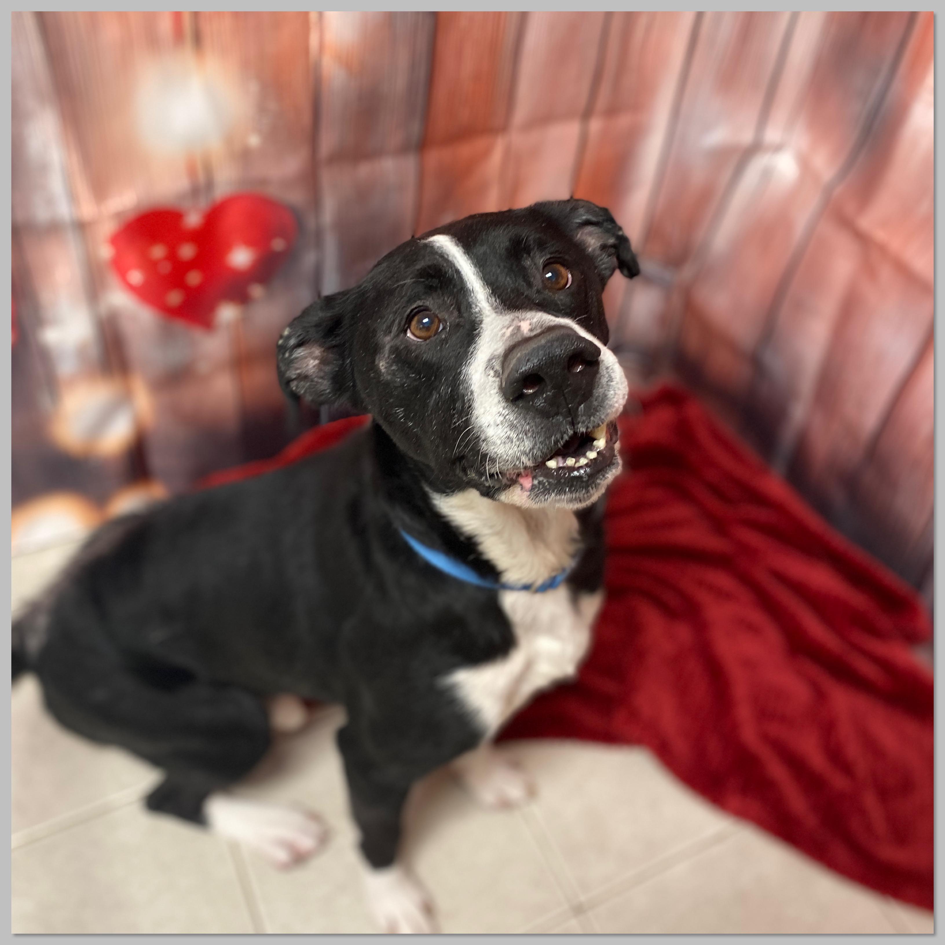 Enlarge King, a Adoptable Mixed Breed in Elyria, OH image 4/6