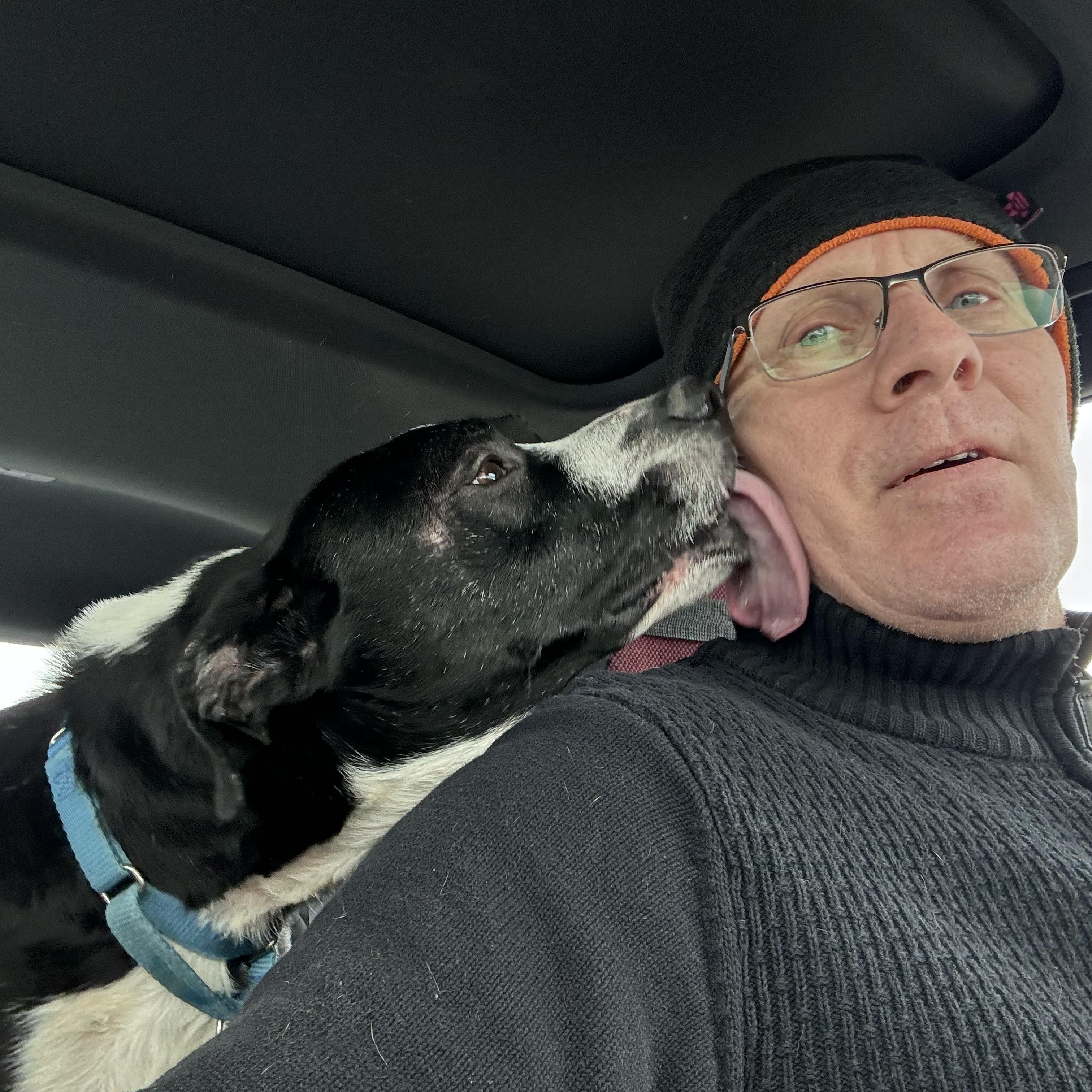 King, Adoptable, Adult Male Mixed Breed.