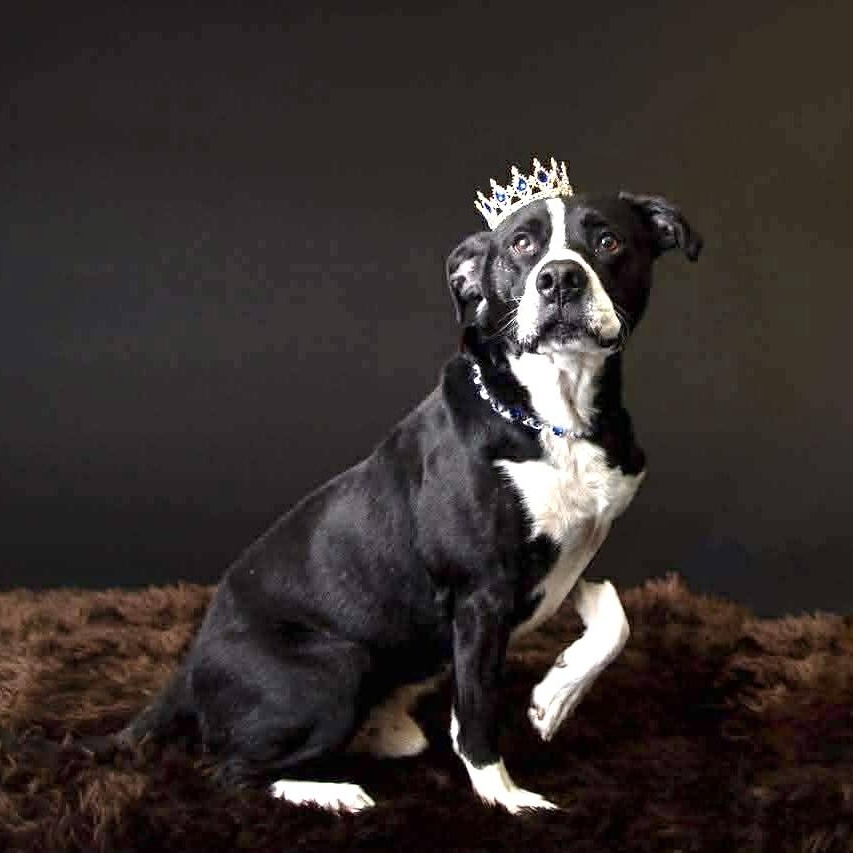 King Ask to Meet! In Foster!!, Adoptable, Adult Male Mixed Breed.