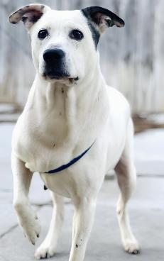 Enlarge Pinky, a ADOPTABLE mixed breed in Naperville, IL image 3/4