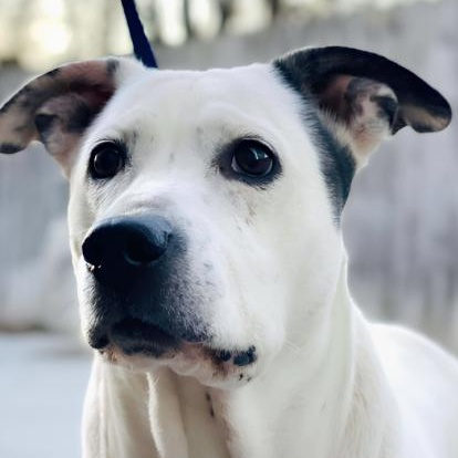 Pinky, ADOPTABLE, Adult Female Cattle Dog & Labrador Retriever.