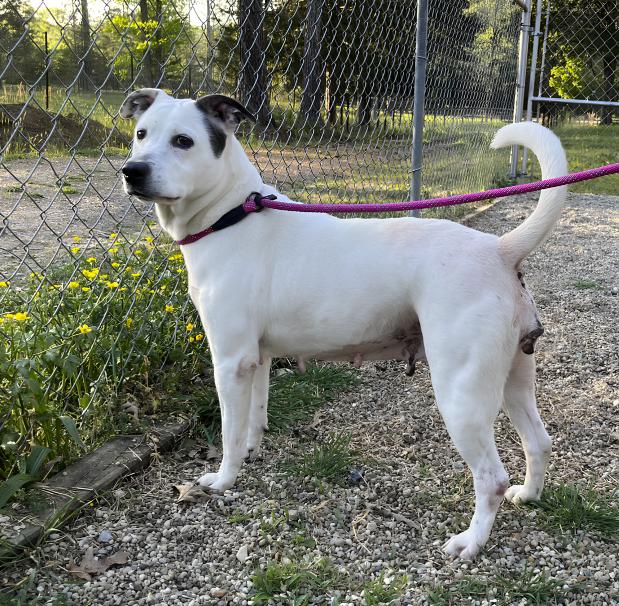 Enlarge Pinky, a ADOPTABLE mixed breed in Naperville, IL image 2/4
