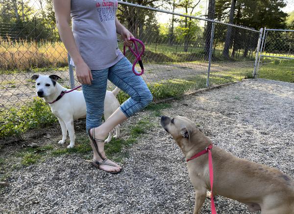 Enlarge Pinky, a ADOPTABLE mixed breed in Naperville, IL image 4/4