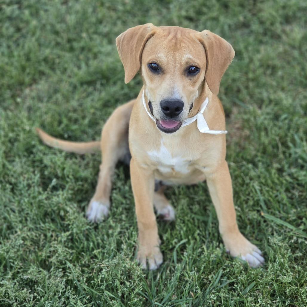 LINUS - Beagle / Labrador Retriever available for adoption