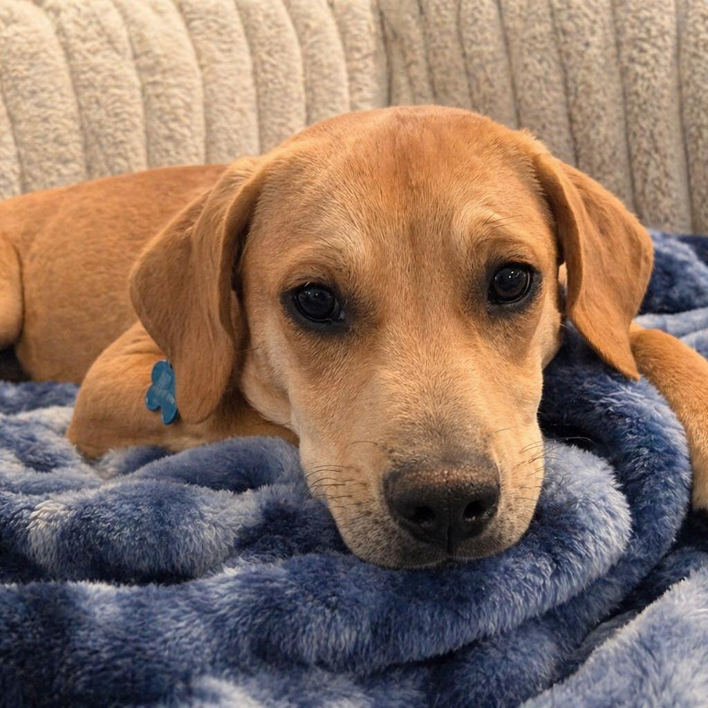 LINUS - Beagle / Labrador Retriever available for adoption