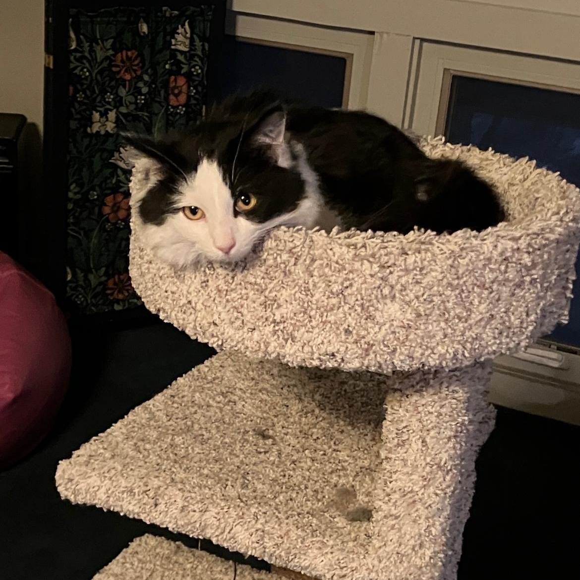 Enlarge Jack, a Adoptable mixed breed in Omaha, NE image 3/4