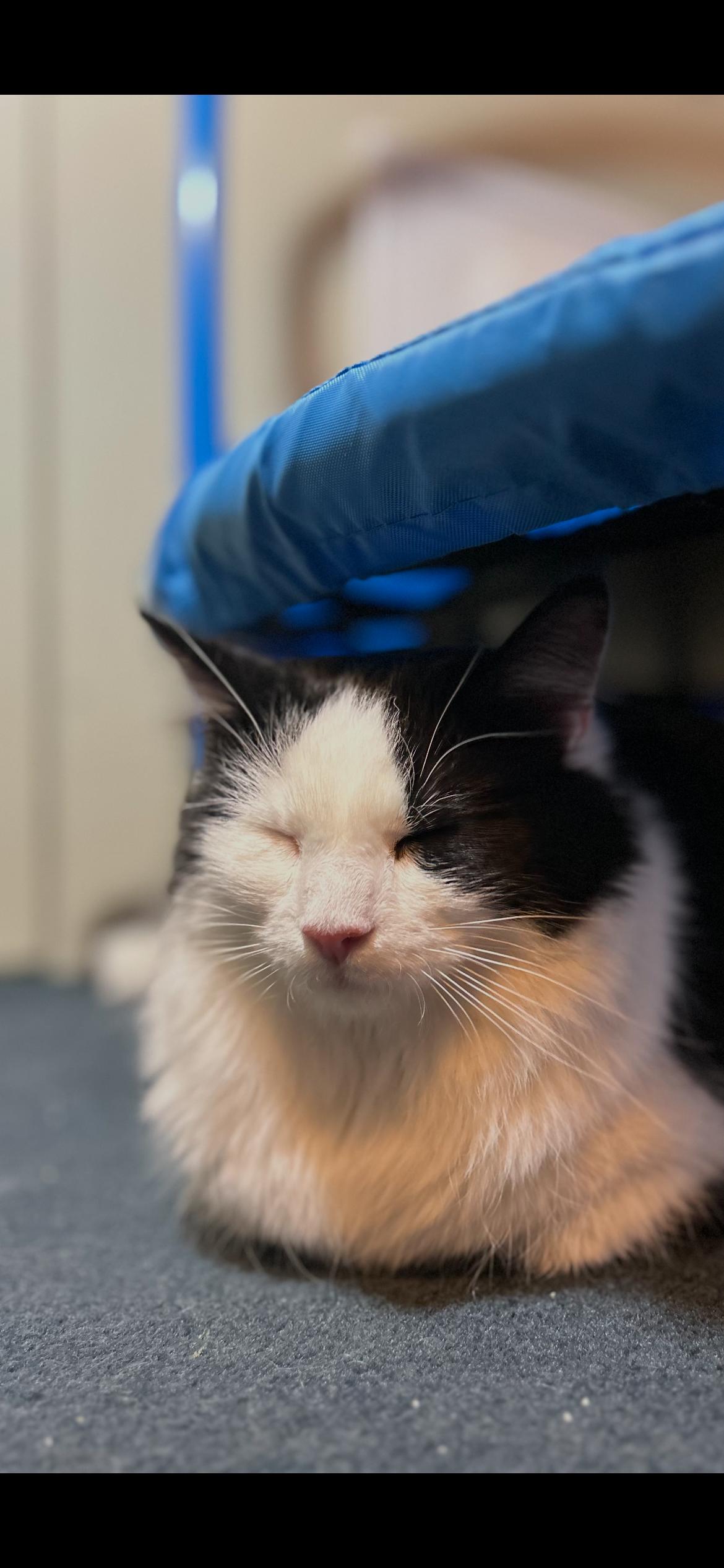 Enlarge Jack, a Adoptable mixed breed in Omaha, NE image 2/4