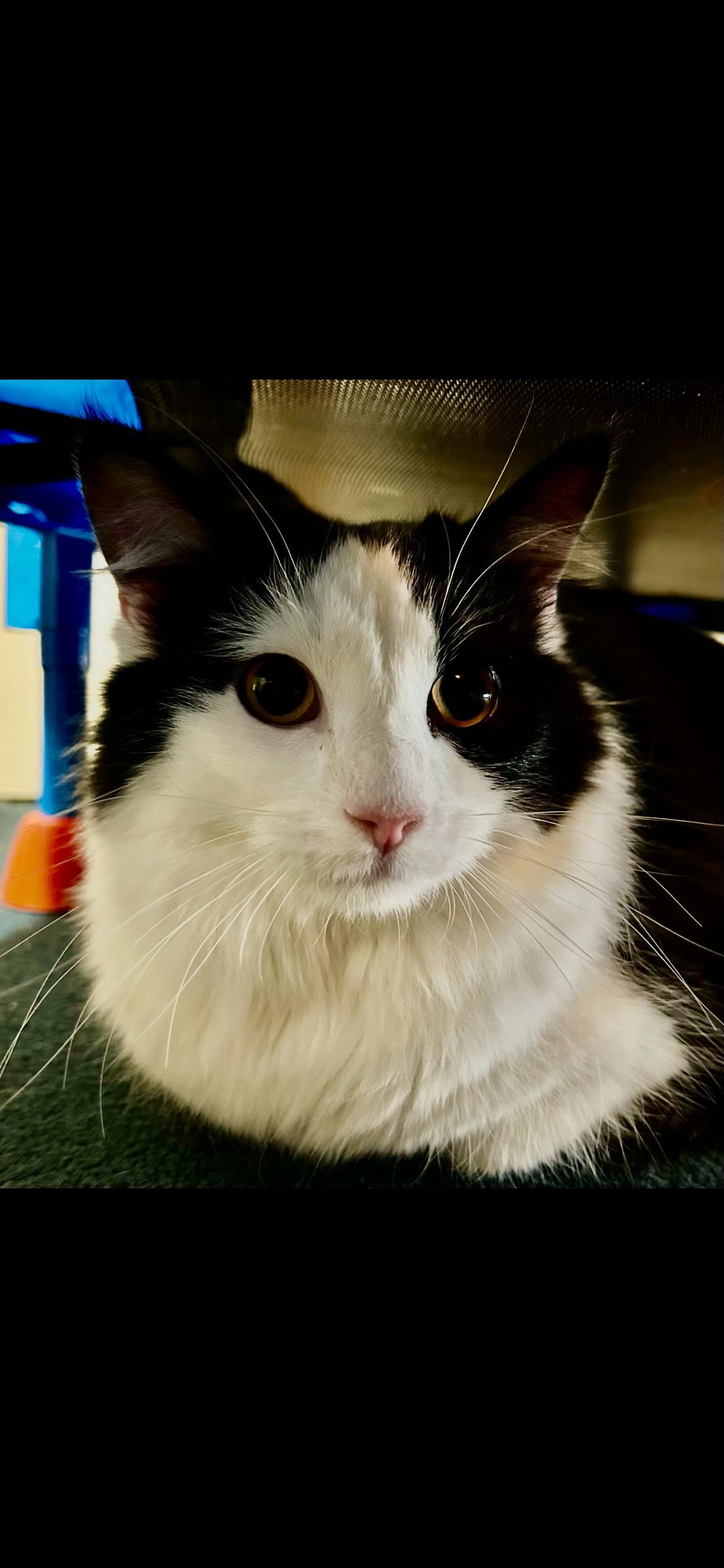 Enlarge Jack, a Adoptable mixed breed in Omaha, NE image 1/4