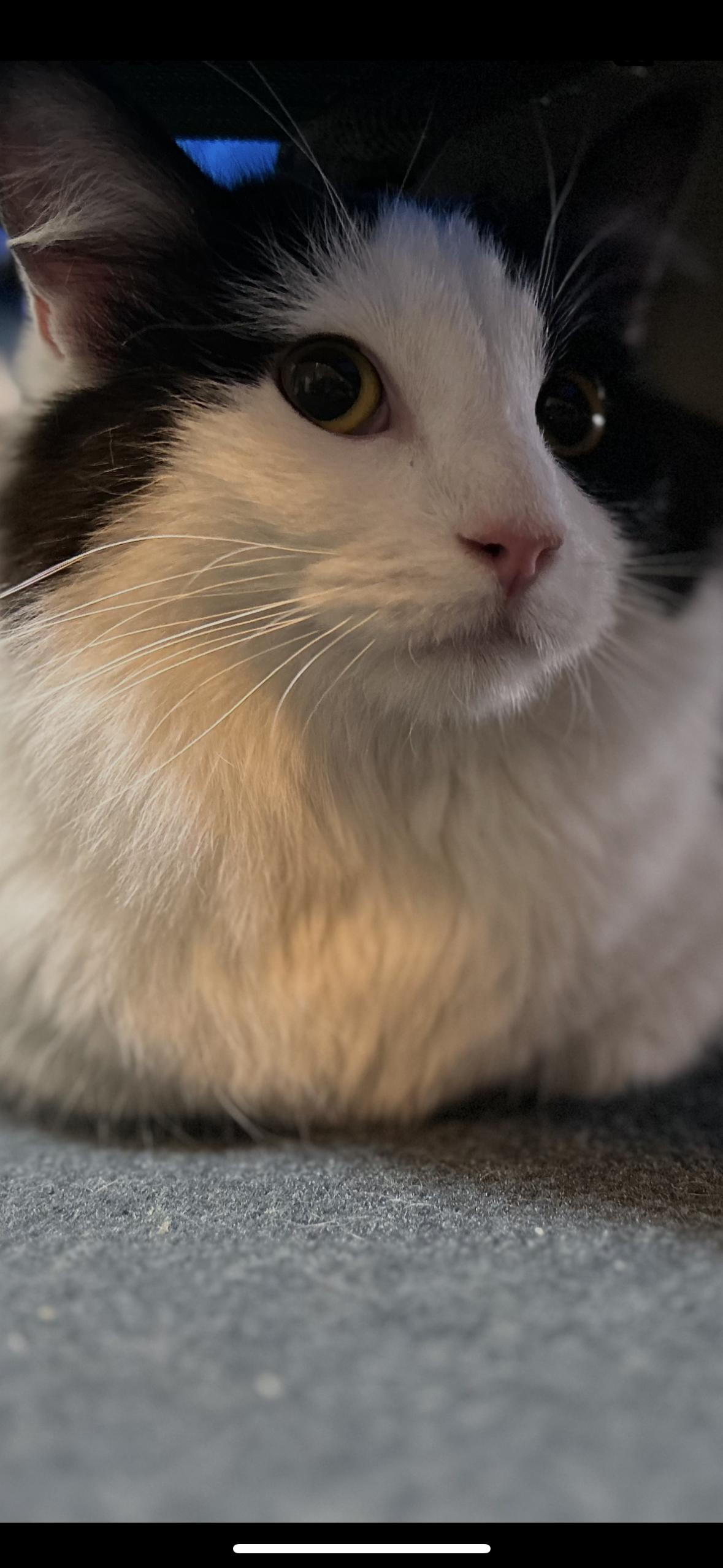 Enlarge Jack, a Adoptable mixed breed in Omaha, NE image 4/4