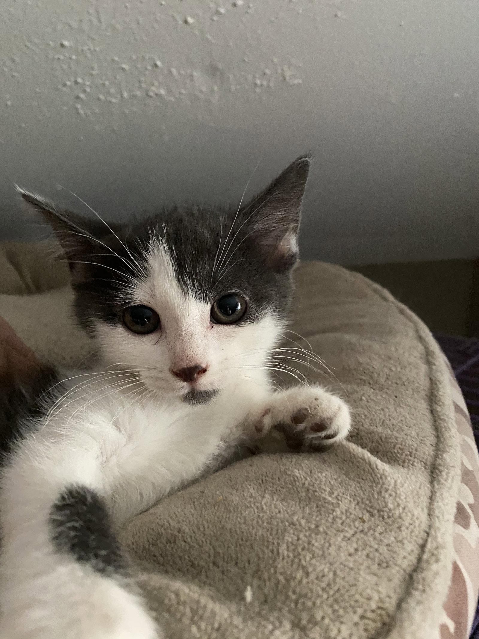 Enlarge Rawlings, a Adoptable Domestic Short Hair in Louisville, KY image 1/1