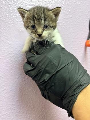61778071, Adoptable, Kitten Female Domestic Short Hair.
