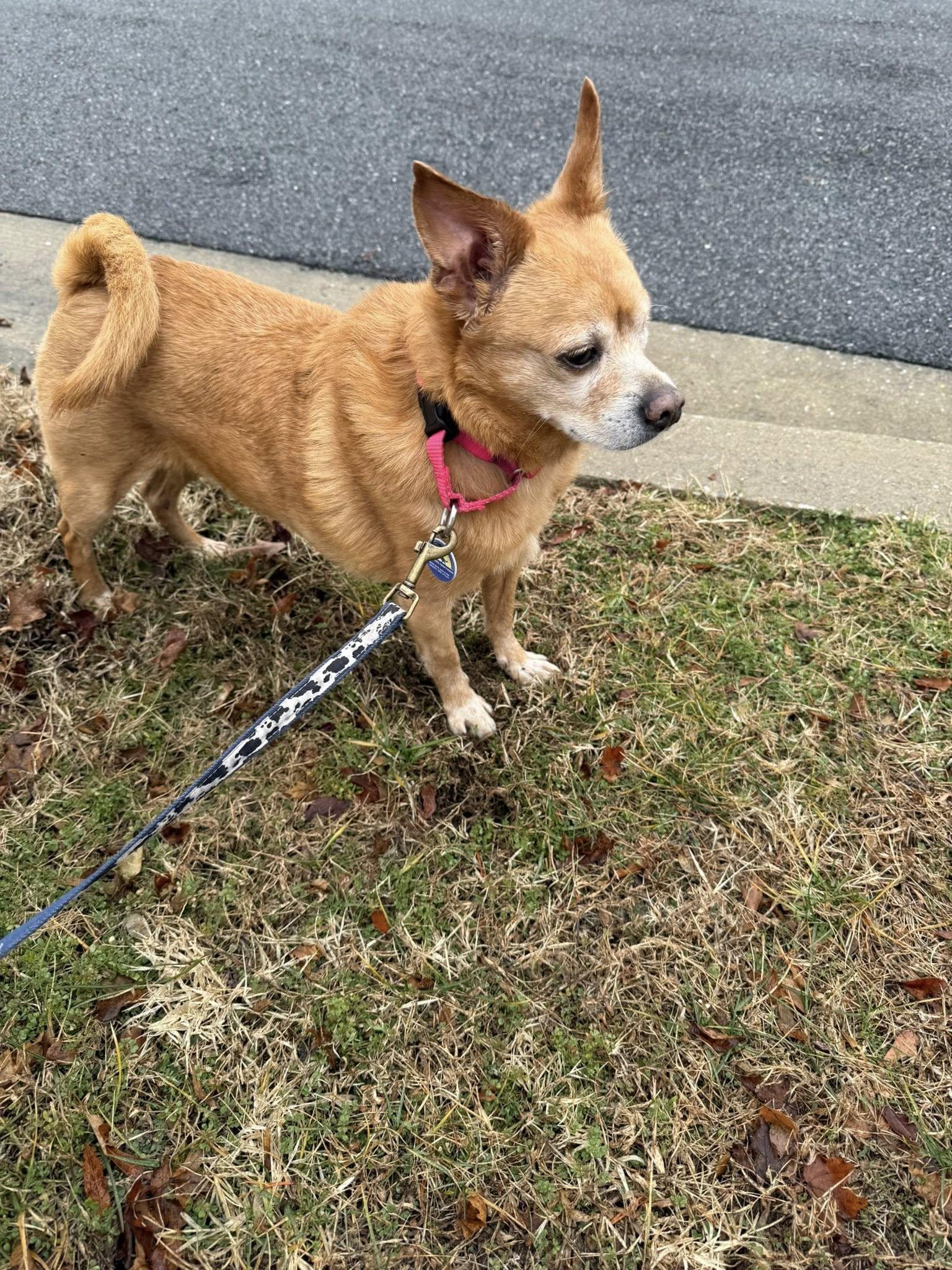 Bentley , Adoptable, Adult Male Chihuahua & Pug.
