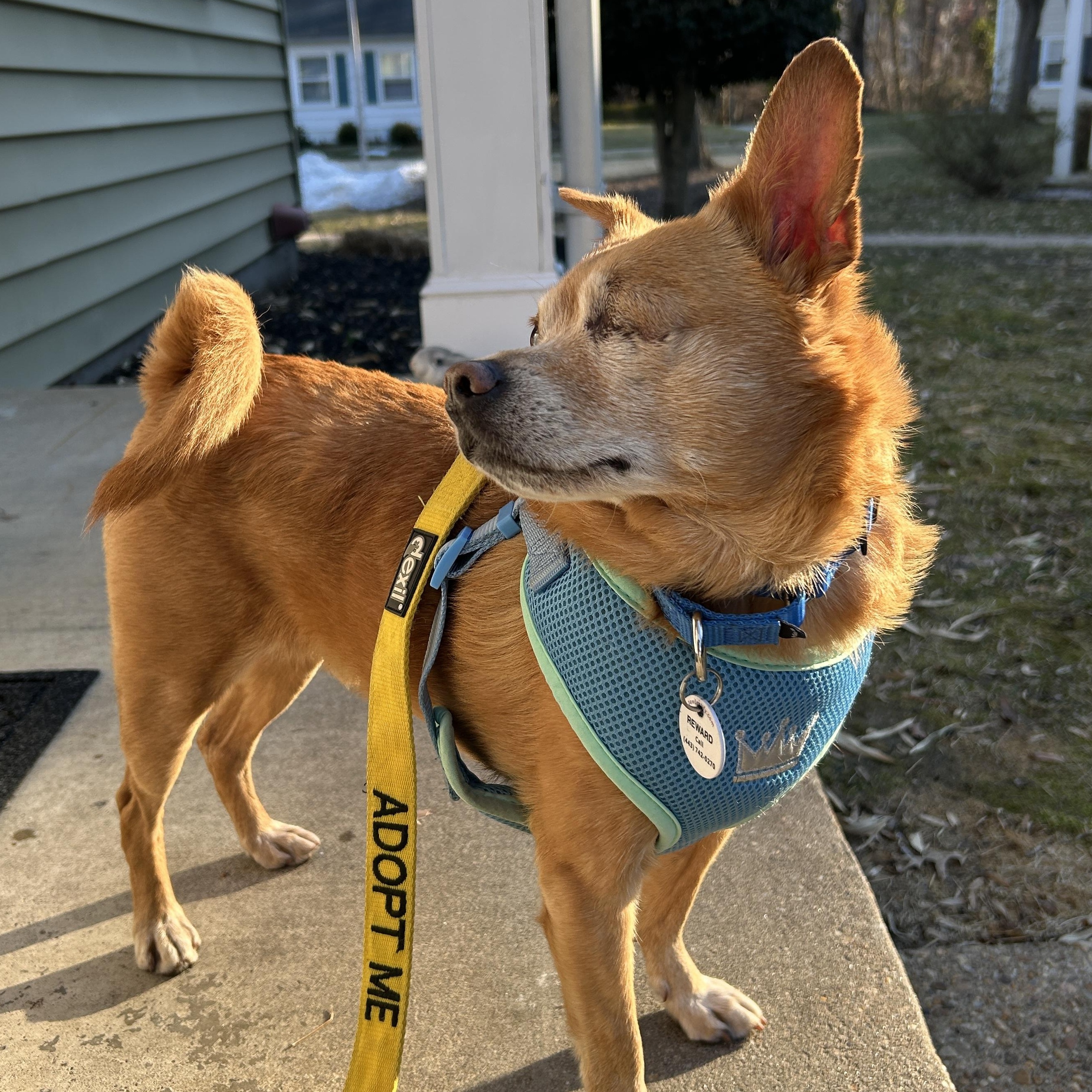 Enlarge Bentley , an adoption pending mixed breed in Severn, MD image 1/6