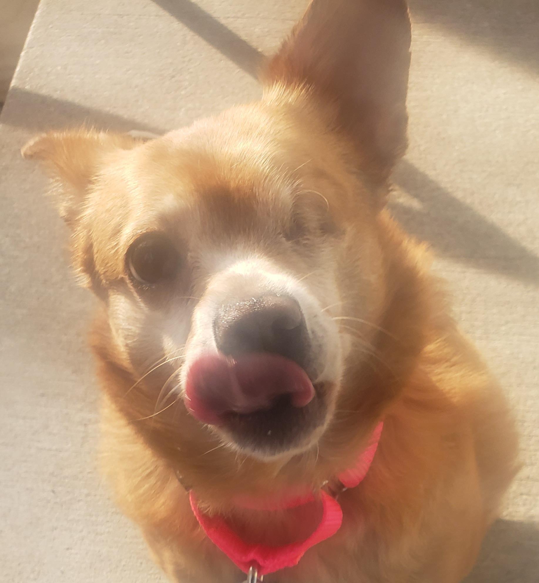 Bentley (Bonded Pair w/ Lucy)