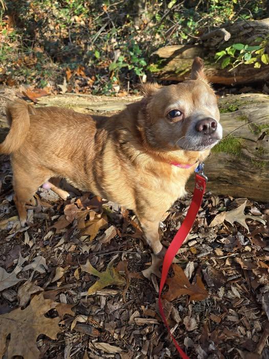 Bentley (Bonded Pair w/ Lucy), Adoptable, Adult Male Chihuahua & Pug.