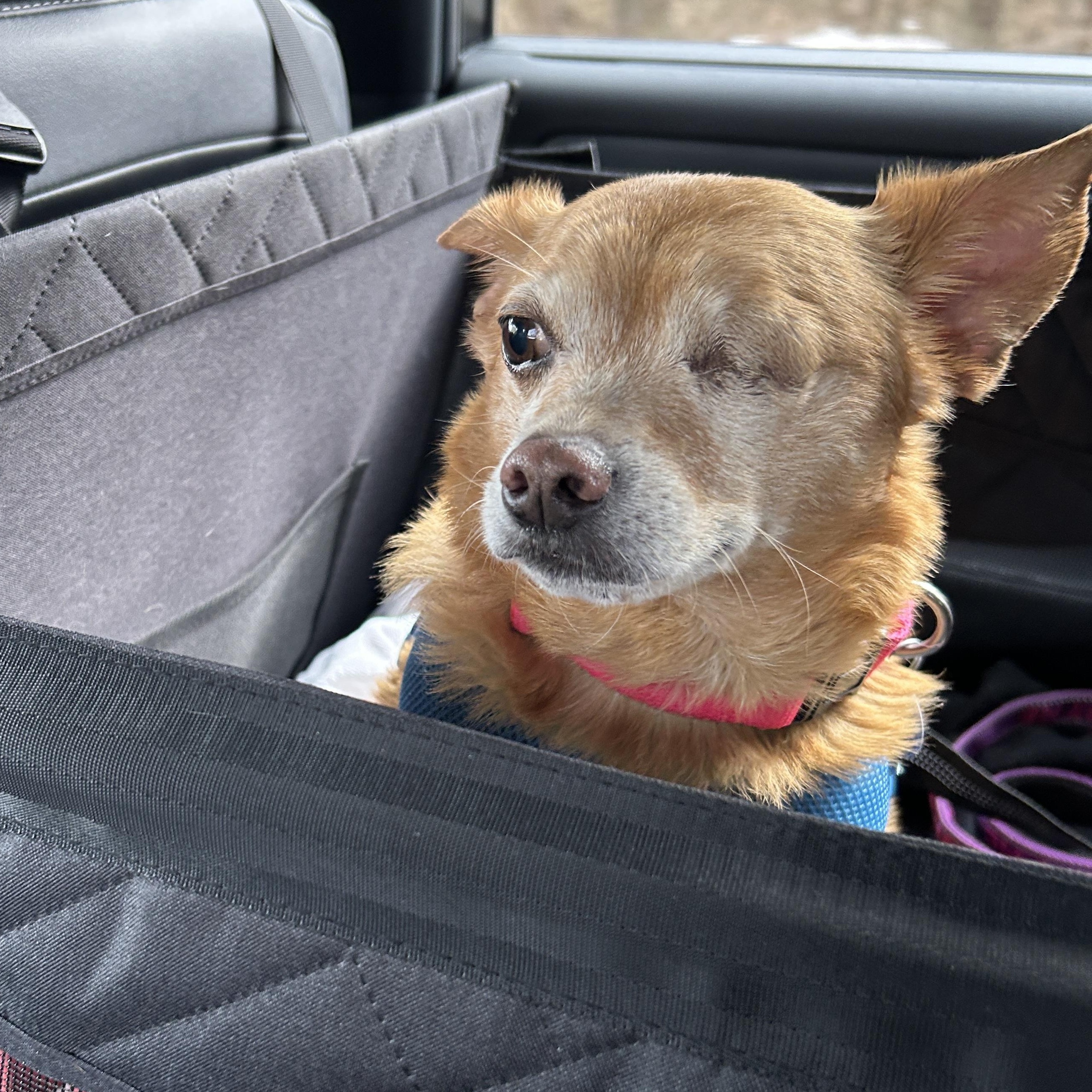 Enlarge Bentley , an adoption pending mixed breed in Severn, MD image 6/6