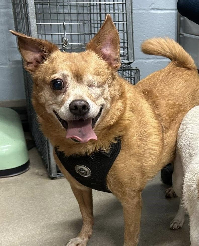 Bentley (Bonded Pair w/ Lucy)