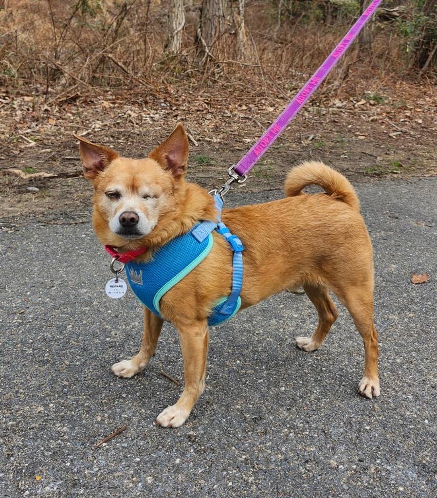 Enlarge Bentley , an adoption pending mixed breed in Severn, MD image 2/6