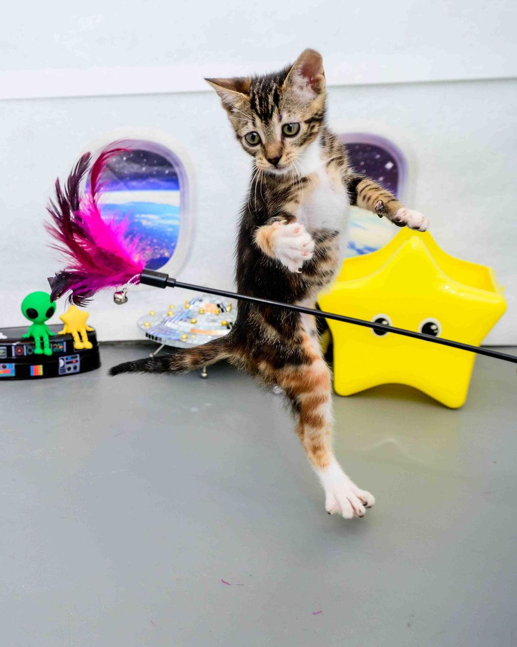Enlarge Moana, a Adoptable mixed breed in Jefferson, LA image 5/6