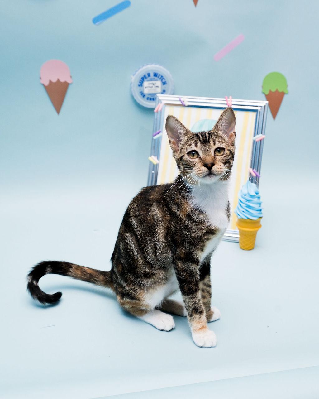 Moana, Adoptable, Kitten Female Calico & Tabby.
