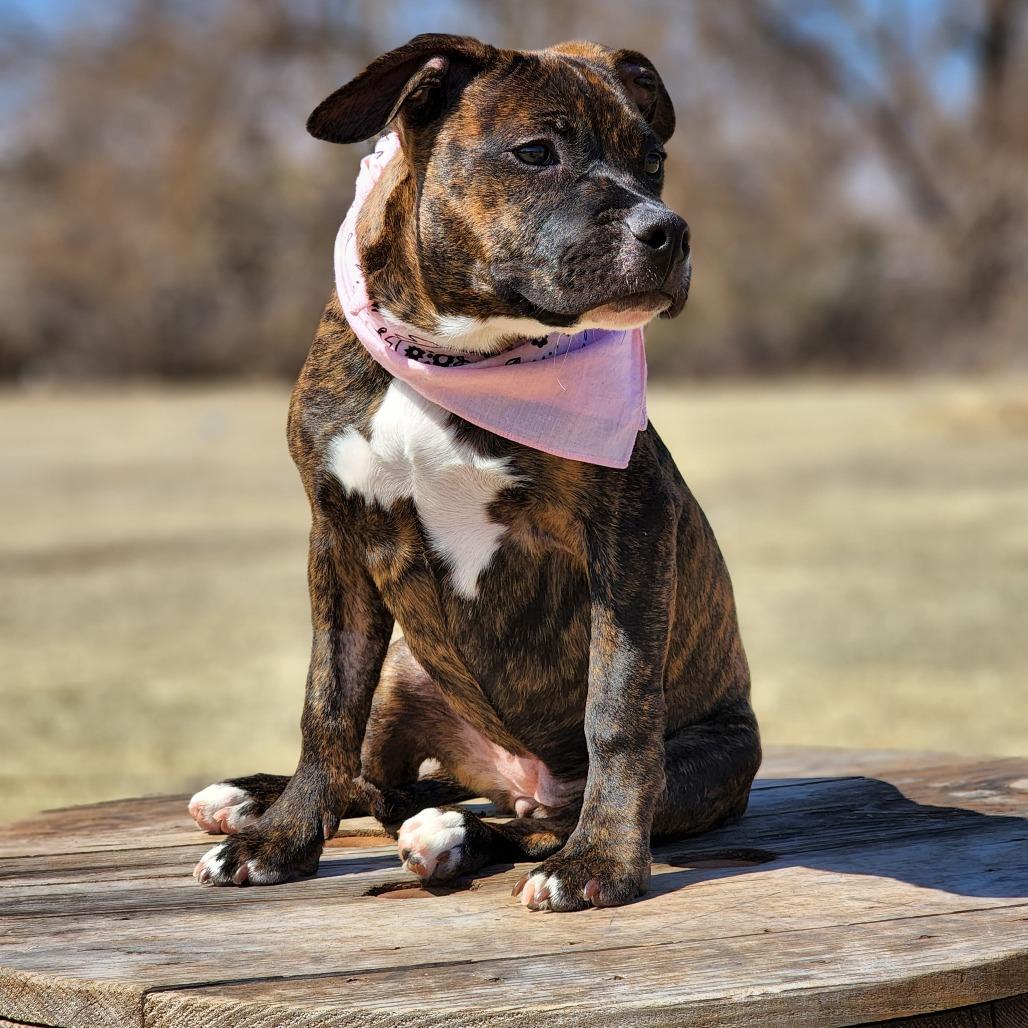 Rhea, Adoptable, Adult Female Bull Terrier.