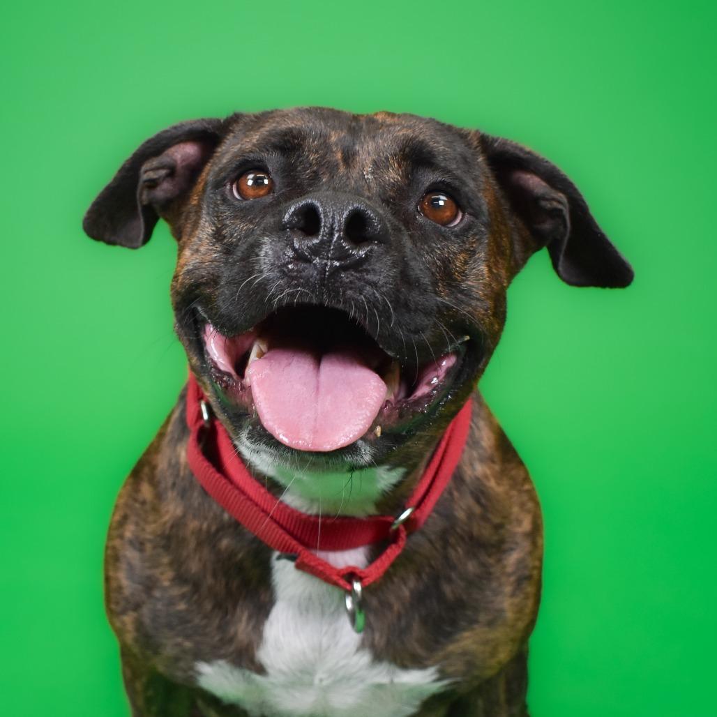 Enlarge Rhea, a Adoptable Bull Terrier in West Palm Beach, FL image 2/6