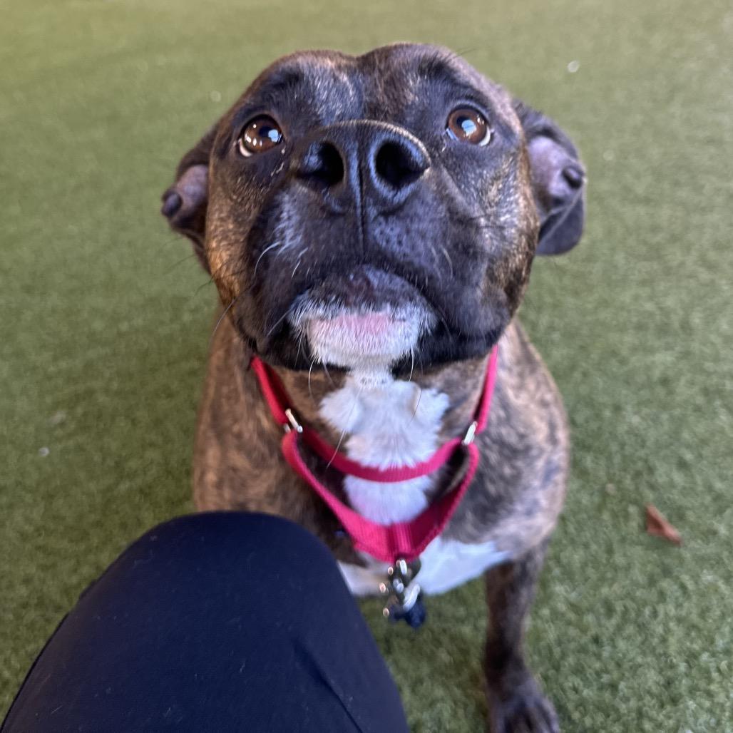 Enlarge Rhea, a Adoptable Bull Terrier in West Palm Beach, FL image 4/6