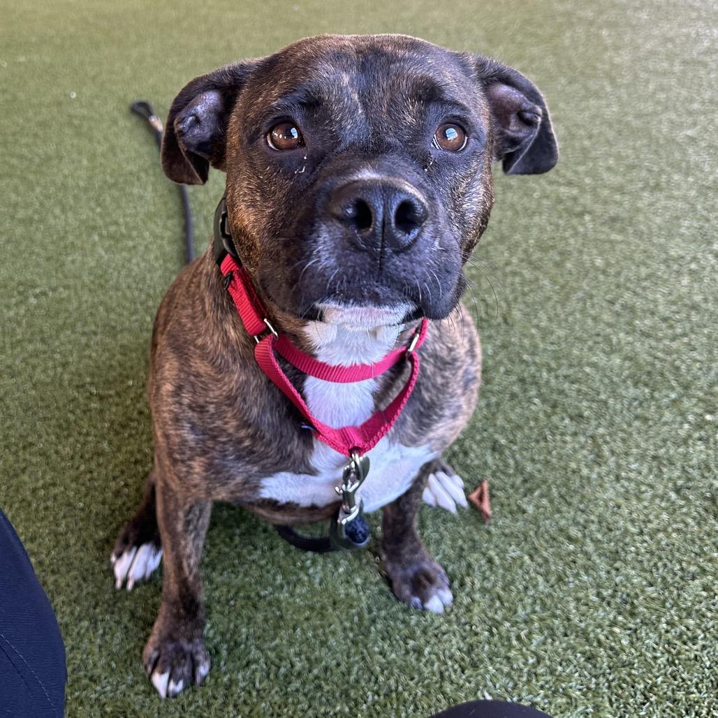 Enlarge Rhea, a Adoptable Bull Terrier in West Palm Beach, FL image 5/6