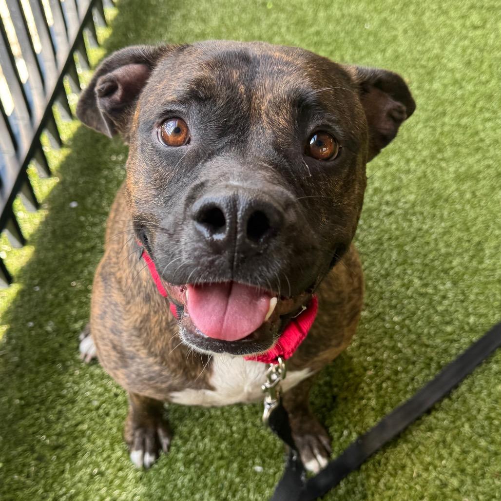Enlarge Rhea, a Adoptable Bull Terrier in West Palm Beach, FL image 6/6
