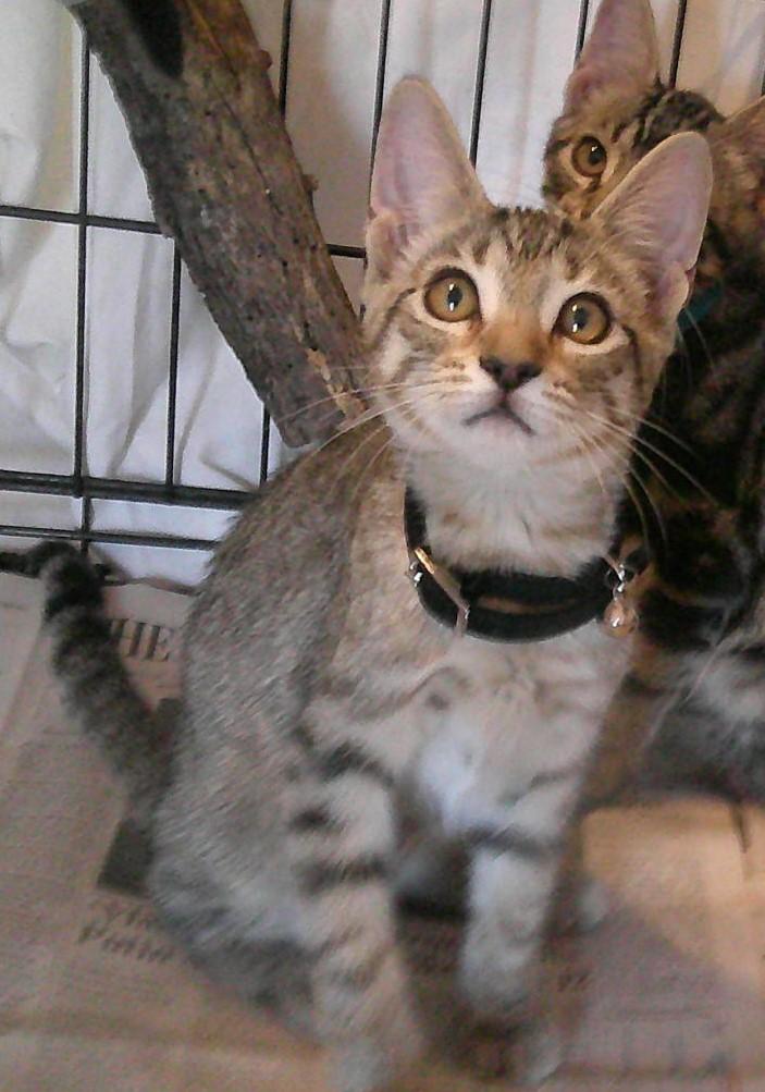 CRYSTAL, Adoptable, Kitten Female Domestic Short Hair.